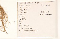 苦滇菜、苦菜藏品圖，第2張