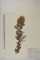 加拿大蓬藏品圖，第1張