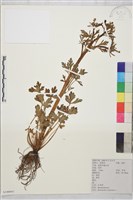 石龍芮藏品圖，第1張