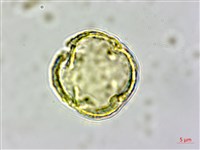 白櫟藏品圖，第1張