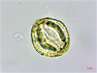 白櫟藏品圖，第3張