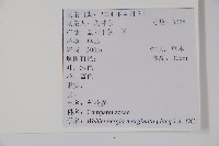 細葉蘭花參藏品圖，第2張