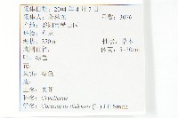 臭濱芥、臭薺藏品圖，第2張