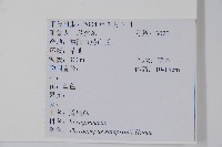 盾果草藏品圖，第2張