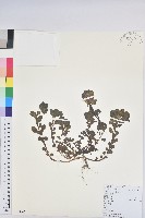 澤漆藏品圖，第1張
