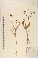 多頭苦菜、野剪刀股藏品圖，第1張