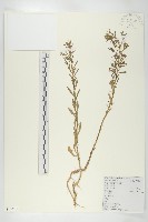 獨行菜藏品圖，第1張