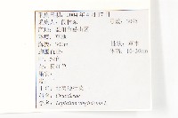 獨行菜藏品圖，第2張
