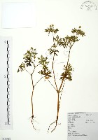 老鸛草藏品圖，第1張