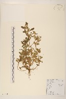 多莖鼠麴草藏品圖，第1張
