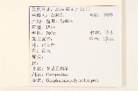 多莖鼠麴草藏品圖，第2張