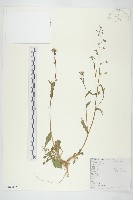 薺藏品圖，第1張