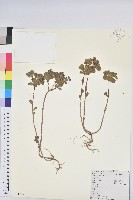 澤漆藏品圖，第1張