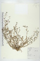 焊菜藏品圖，第1張