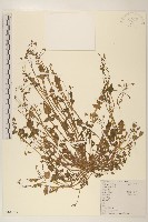 稻槎菜藏品圖，第1張