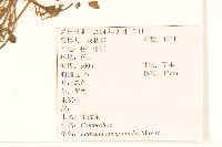 稻槎菜藏品圖，第2張