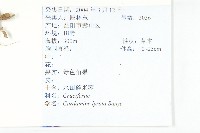 水田碎米薺藏品圖，第2張