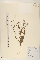 多頭苦菜、野剪刀股藏品圖，第1張