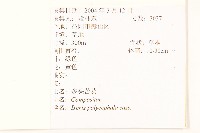 多頭苦菜、野剪刀股藏品圖，第2張