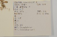 卷耳藏品圖，第2張