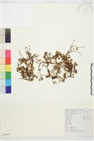 肉根毛茛藏品圖，第1張