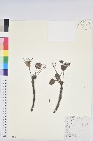 三年桐、光桐藏品圖，第1張