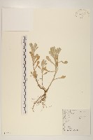 鼠麴草藏品圖，第1張