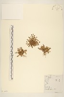 假吐金菊藏品圖，第1張
