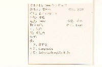 假吐金菊藏品圖，第2張