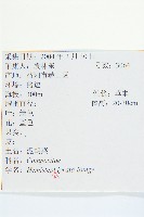 泥胡菜藏品圖，第2張