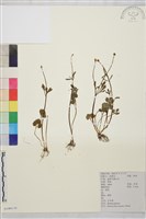 小毛茛藏品圖，第1張