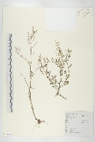 焊菜藏品圖，第1張