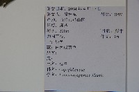 忍冬、金銀花藏品圖，第2張