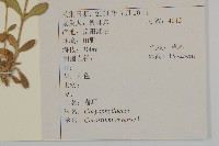 卷耳藏品圖，第2張