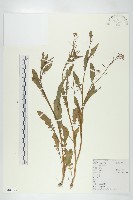 葶藶藏品圖，第1張