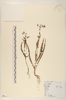 多頭苦菜、野剪刀股藏品圖，第1張