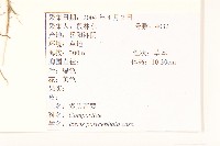 多頭苦菜、野剪刀股藏品圖，第2張