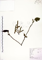 構樹藏品圖，第1張
