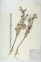 泥胡菜藏品圖，第1張