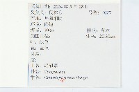 泥胡菜藏品圖，第2張