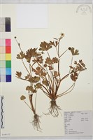 小毛茛藏品圖，第1張