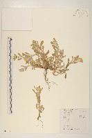 鼠麴草藏品圖，第1張