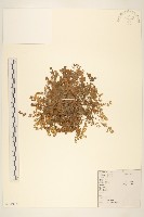 假吐金菊藏品圖，第1張