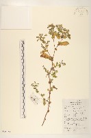 苦實菜藏品圖，第1張