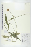 川續斷藏品圖，第1張