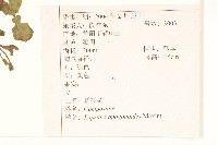 稻槎菜藏品圖，第2張