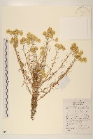 秋鼠麴草藏品圖，第1張