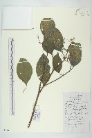 梜木藏品圖，第1張