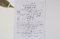 三葉五加、三加皮藏品圖，第2張