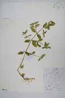 爵床、六角英藏品圖，第1張